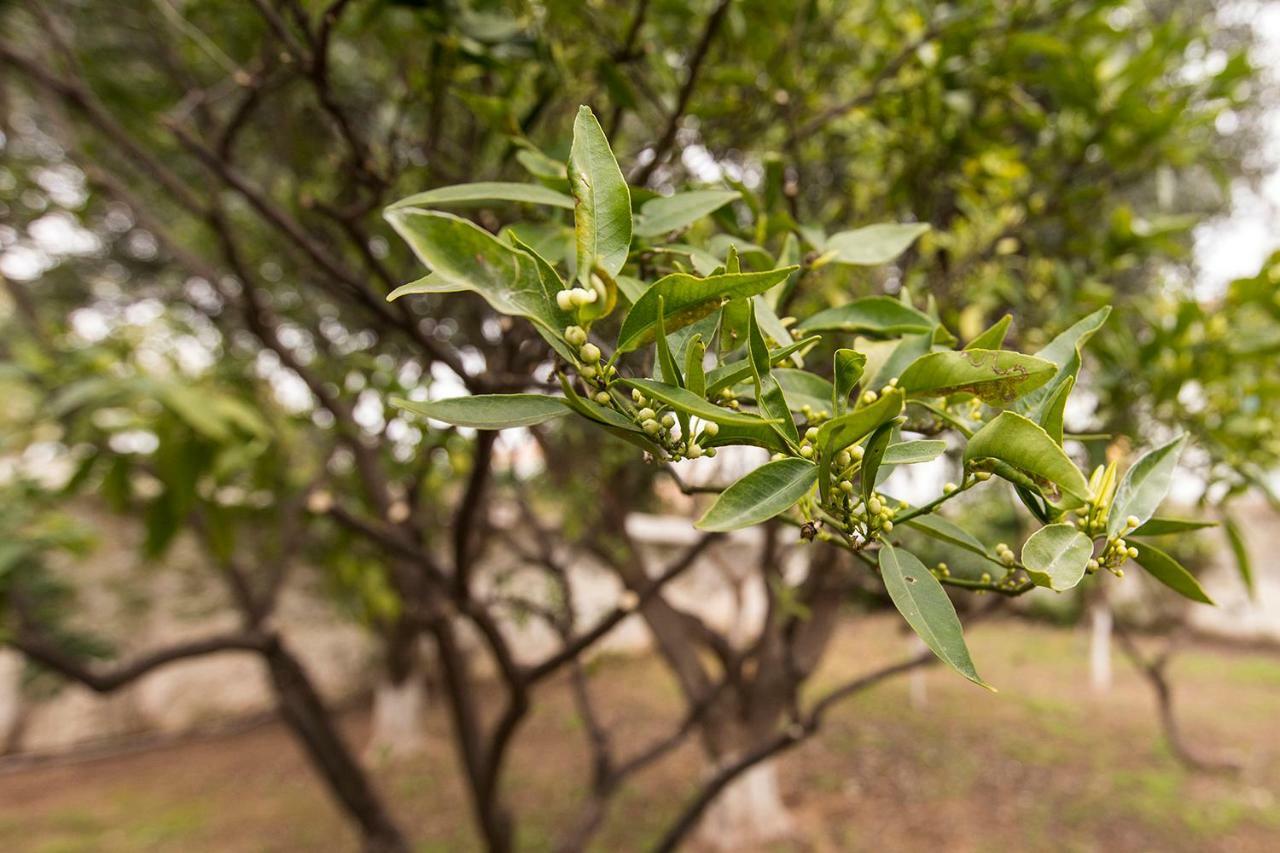 Two Olive Trees Pensionat Spétses Eksteriør billede